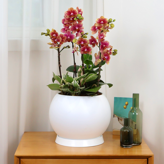 에코플라워 서양란 (원형 금나비 흰색 22x50) 전국당일배송 사진전송 승진 영전 인사이동 진급 취임 개업 당일배송 h-0511, 1개