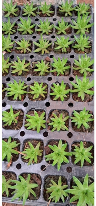 식용 와송 모종 (작은 와송) 와송, 반판 20구, 1개, 2.7L