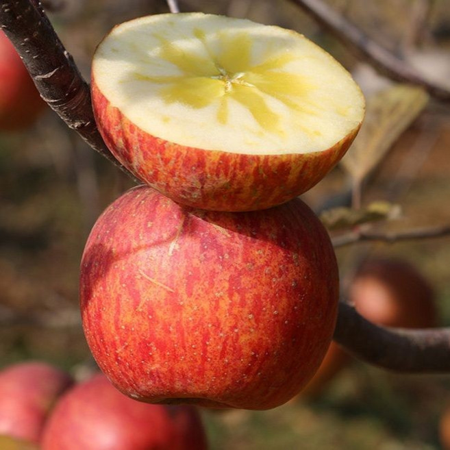 [정직할인]농민특가 과일명가 못난이 상콤달큰 부사사과, 1박스, 3kg