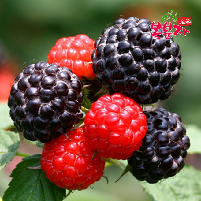 [고창특산물] 명품 고창 토종 복분자 냉동 생과, 1개, 로얄특품 1kg