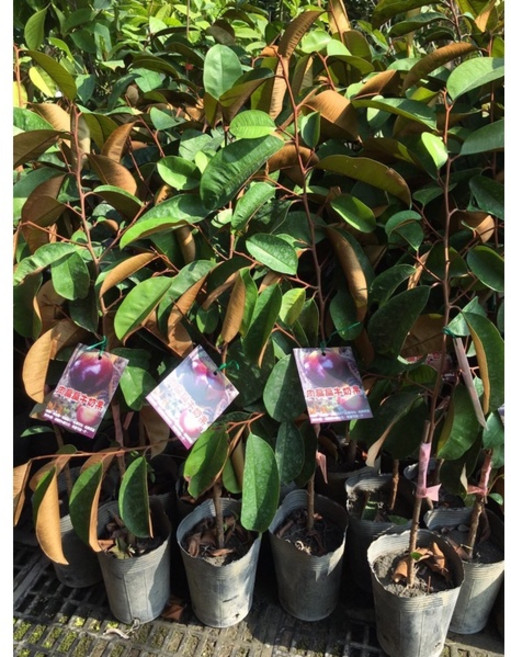 霏霏園藝 肉扁扁牛奶果 4.5吋盆栽 新手友善 居家綠植首選, 1個