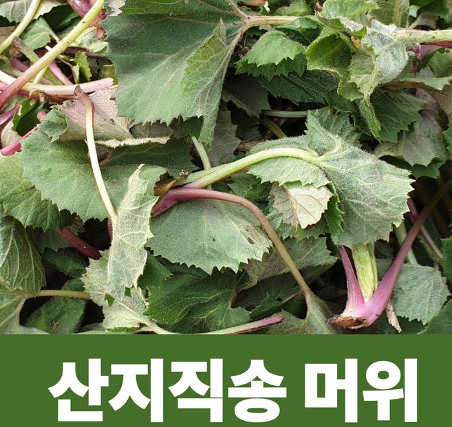 국산 어린 머위 머위잎 머위순 머위나물, 1개, 500g