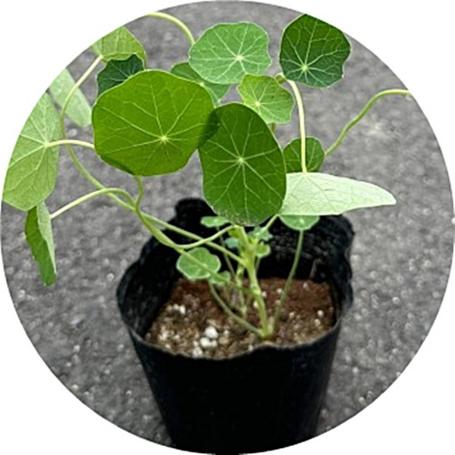 한련화/garden vasturtium/36포트1세트/초화/조경/정원/꽃모종/봄철화단/플랜테리어, 1세트