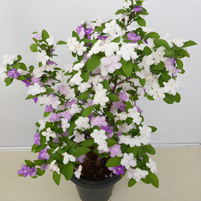 [용이네화원] 브롬쟈스민 자스민 야영화 보랏빛 향기 브롬펠지어 자스민 155 농원, 1개