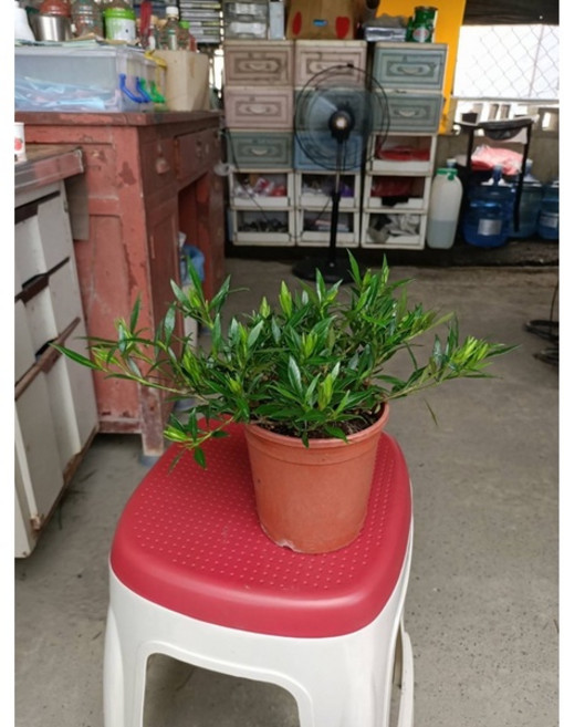 霏霏園藝 細葉梔子花 (斑葉/無斑葉), 1個