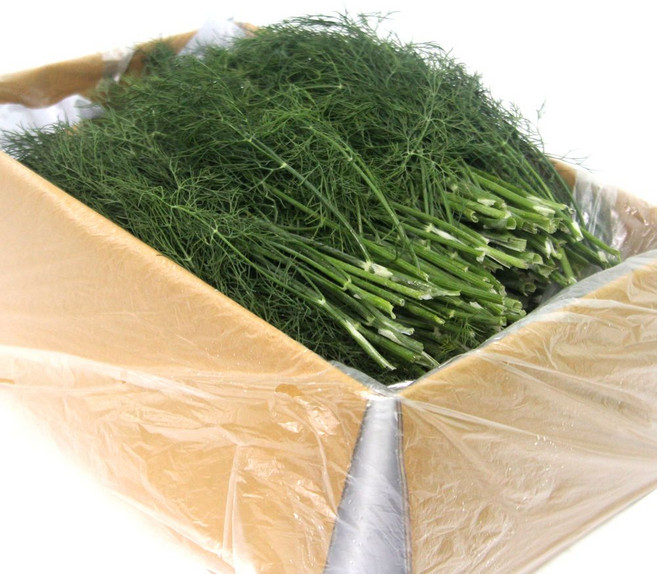 국내산 특품 생허브 딜 반박스 500g 향신료 가락시장 당일새벽경매, 허브 딜 반박스(500g), 1개