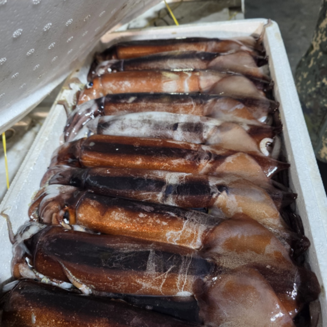 [제철특가] 팔도5일장 국내산 당일조업 생물 오징어 초코오징어 산지직송, 1개, 1kg