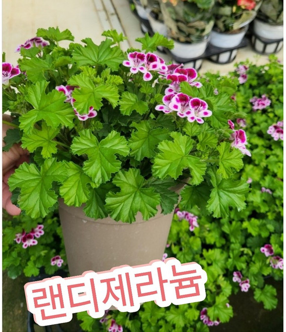 랜디제라늄 중/이토록 아름다운 핑크색의 모습 페라고늄 랜디, 1개