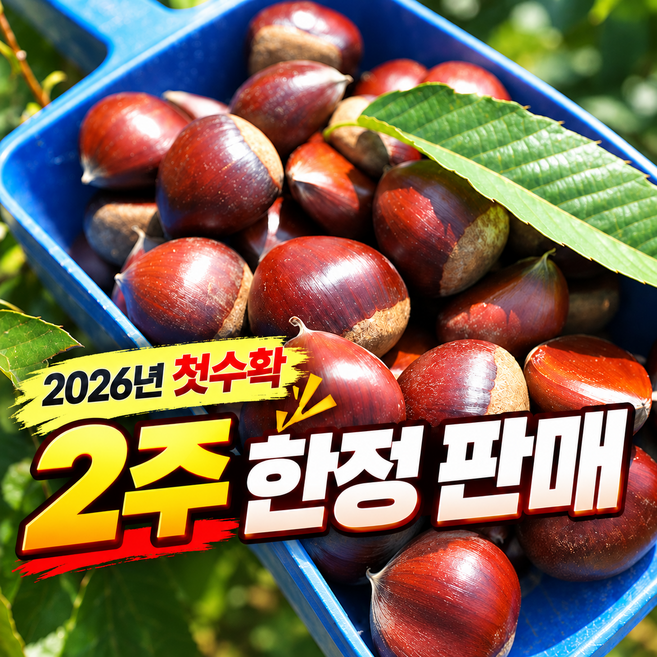 5위 - [2주만판매] 국산 햇밤 알밤 공주밤 26년 대사이즈, 1박스, 1kg