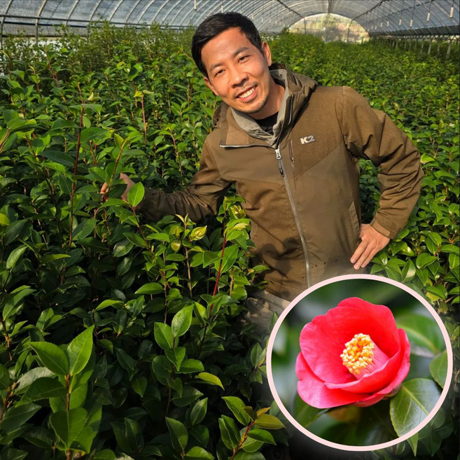 동백나무 묘목 토종동백 4년생 개화주 겨울꽃 에버그린농원