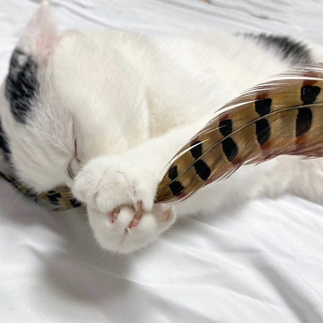 [세트]40cm 꿩깃털 2개&40cm 공작 깃털2개, 꿩깃털2개&공작깃털2개