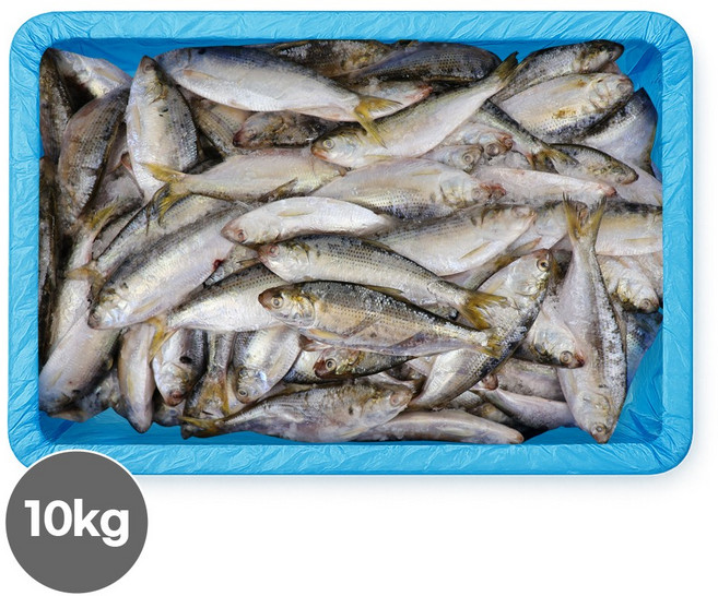 국내산 제철 전어 10kg 가을 전어회 급냉 활전어 횟감선도 구이용 세꼬시, 냉동전어10kg/60-90(구이용)