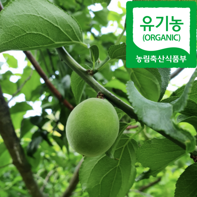 [품질보장] 26년 최상급 유기농 하동 청매실 장아찌용 매실, 1박스, 5kg(보통)