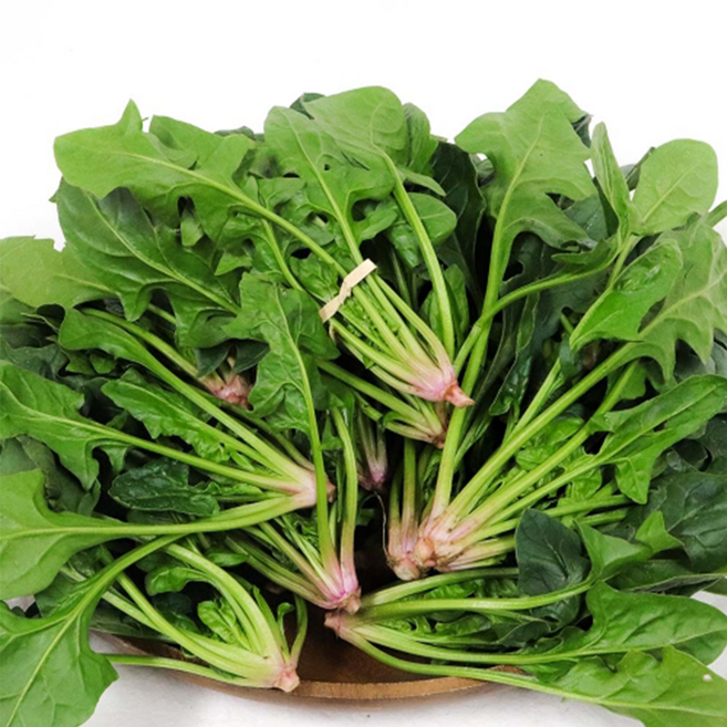 산지직송 당일수확 남해초 보물초 시금치, 1개, 1kg