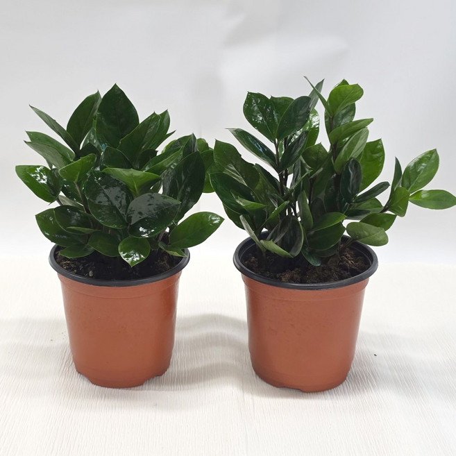 앤드플라워 금전수 석화 공기정화식물포트+식물가이드+영양제1개 판매, 금전수(25cm) 1+1