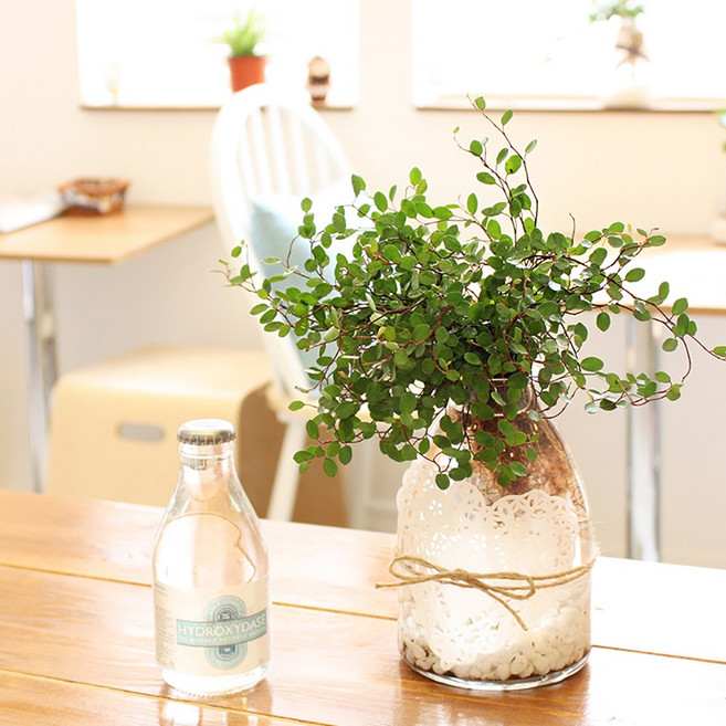 그여자의 정원 실내 공기정화 수경식물 11종, 1개, 트리안