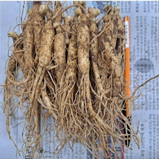 2년근 새싹인삼 묘삼 새싹쌈 1차 100-150종(750g) 수경 토경 재배 새싹 인삼 삼, 1개