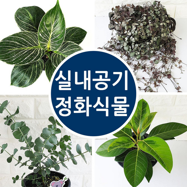 [모종가게]실내공기정화식물 인테리어, 청페페, 1개