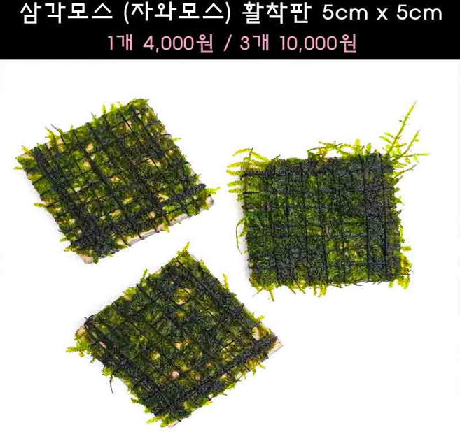 [수초아쿠아] 삼각모스 (자와모스) 5cm x 5cm 활착판 초보수초 인기수초 구피 새우 은신처 어항수초 수초맛집 득템수초 음성수초 모스활착 활착모스 구피키우기 구피어항 수초, 1개