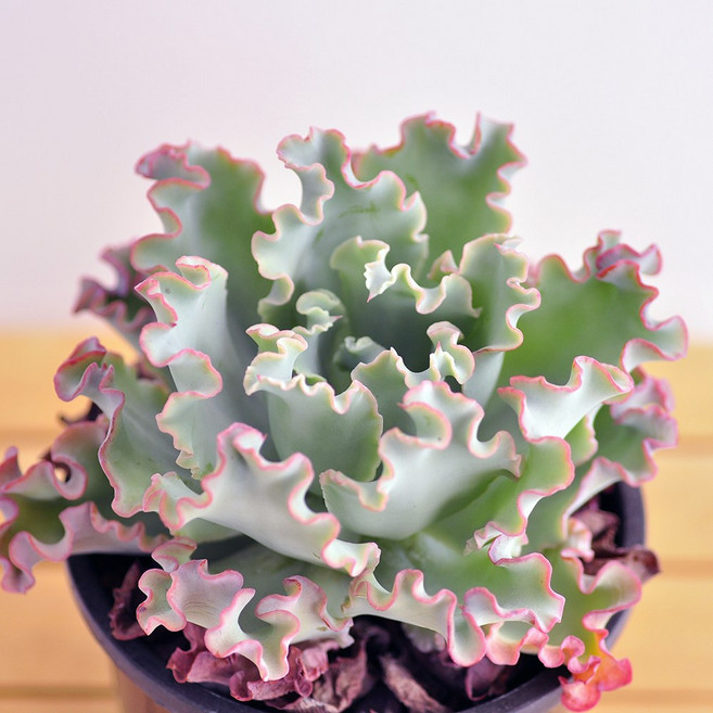 대화금 다육이 플랜테리어 다육식물, 1개