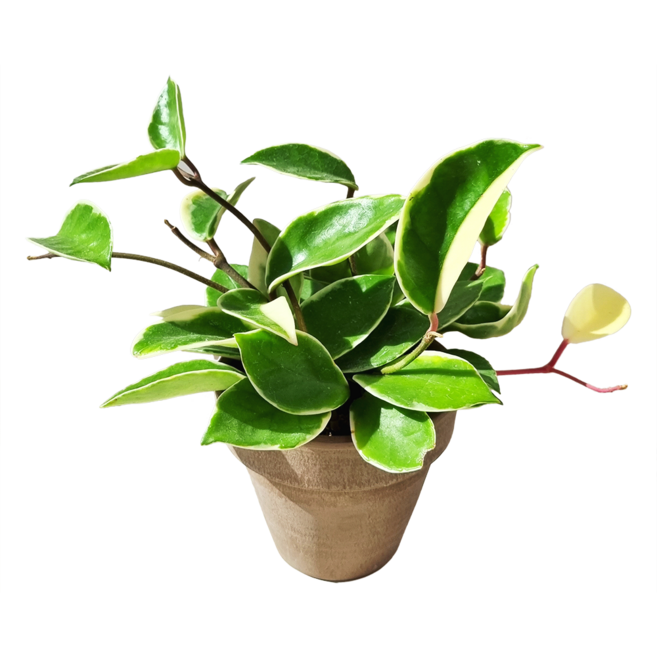 호야 카노사 공기정화 전자파차단 미세먼지제거식물 행잉식물 - 홈인테리어 플랜테리어 홈가드닝, 독일토분(황토) D11_화분받침 별도, 1개