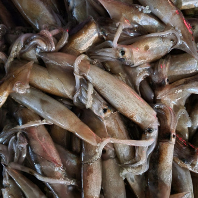 싱싱햇 국내산 생물 오징어 당일바리 산오징어, 1세트, 1kg(6-10미)
