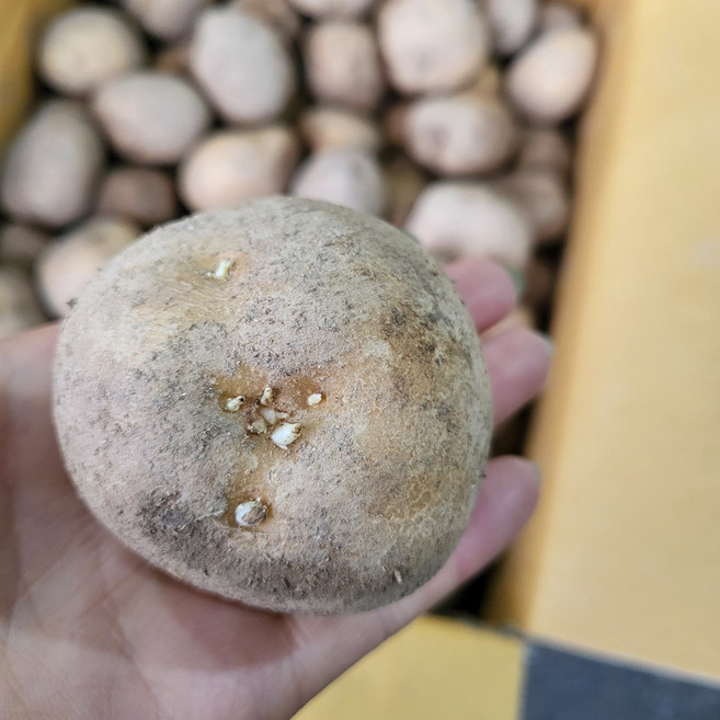 강원도 수미 감자 싹이 트는 감자, 1박스, 감자 5kg