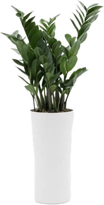 식물임당 당일배송 개업화분 축하화분, 금전수 대, 민자받침