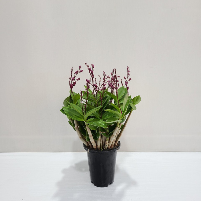 긴기아난 핑크 꽃없는 시기