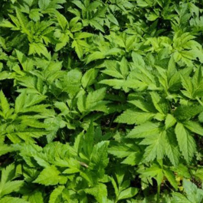 산나물 누리대 누룩치 나물 씨앗 품종 식물 종자 20립 kal*9299LB, 본상품선택, 1개