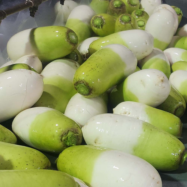 제주 산지직송 월동무 가정용 세척 무 실중량, 1박스, 2.5kg