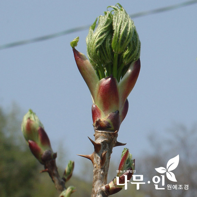 [나무인] 엄나무묘목 10개 확착율좋은 포트묘 잘사는묘목