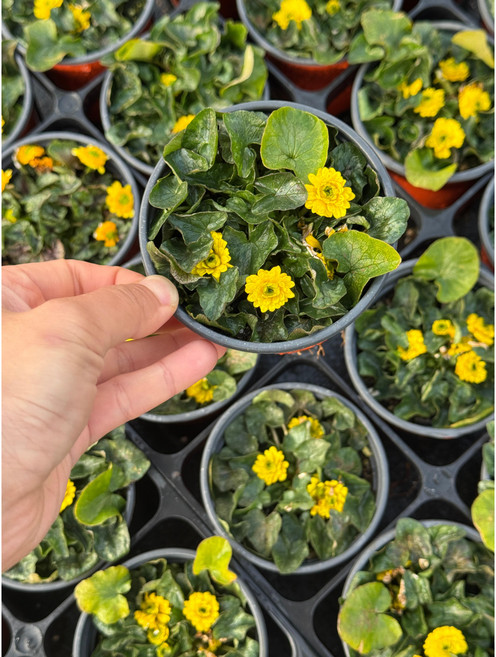 겹동의나물 다년생 야생화 9cm 포트 노지월동 지피식물 겹동의 동이나물, 3개