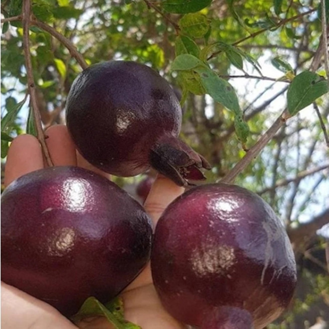 석류나무묘목/ 흑석류나무 묘목 / 흑황후석류나무 묘목 삽목2년묘목 / 유실수, 1개, /