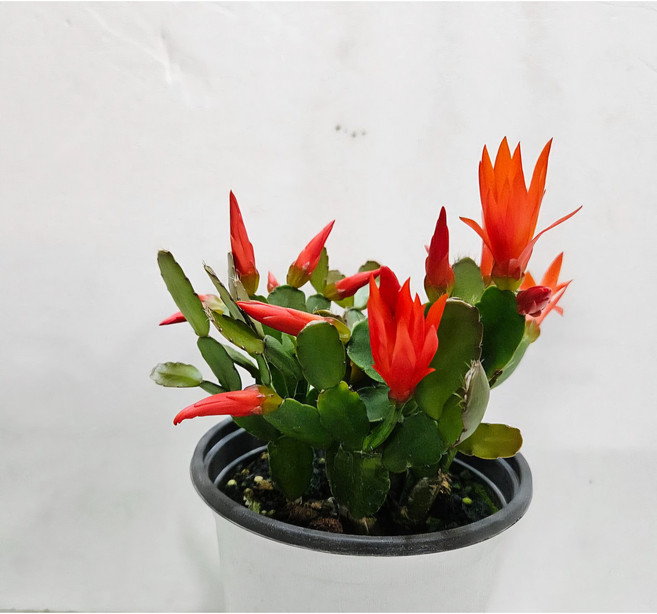 우리들의 꽃~게발선인장 (원종), 1개