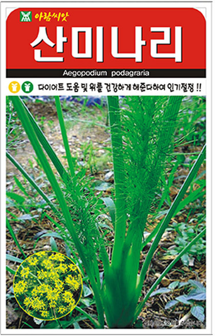 아람 산미나리 씨앗 400립, 2개