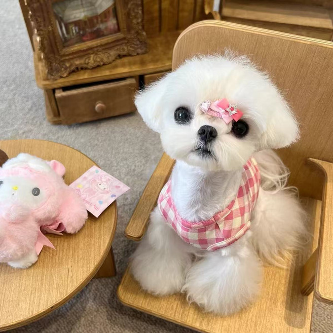 반려동물 체크 티셔츠 데일리 강아지옷 개냥이 옷 포시즌 수면 조끼, 1개, 핑크 체크