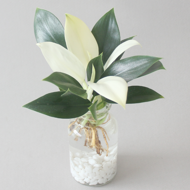 수경 재배 식물 화이트 콩고 1p 유리병+흰돌 실내 공기정화식물 플랜테리어, 1개
