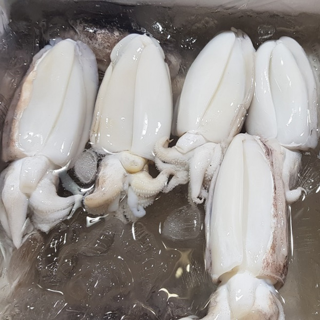 [수다모아]국내산 손질 갑오징어 (중)1kg 5미내외, 1세트, 2kg