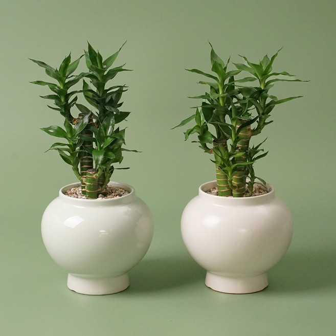 달항아리 화분 38종 식물 분갈이 완제품 인테리어 도자기 화분 행운 재물운 복, 달항아리 아이보리, 연화죽