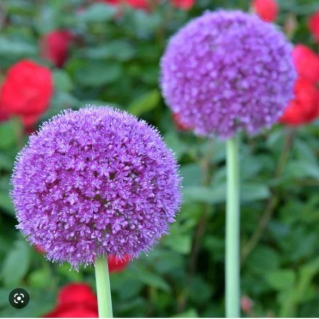 [나은식물원][알리움 모종] 기간티움 15cm 1포트 - 쿠팡