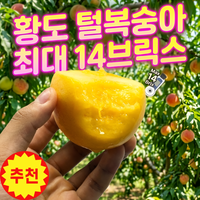 [전국특가] 14brix 고당도 황도 말랑이 털복숭아, 1박스, 중대과 500g