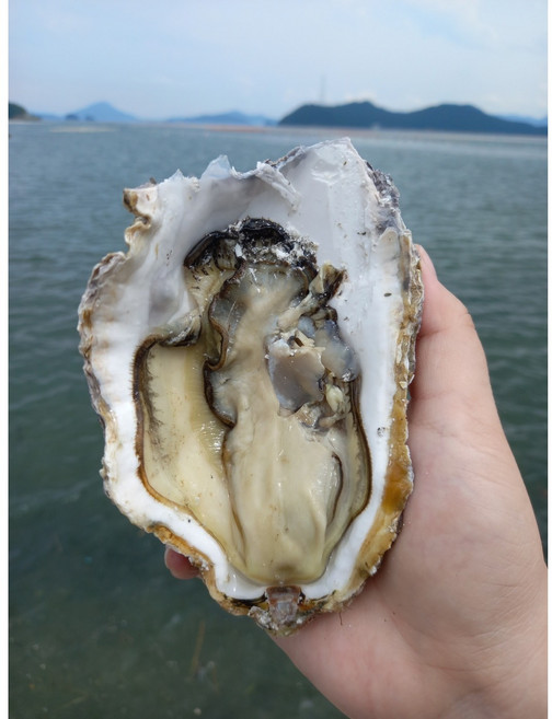 제철 생굴 삼배체굴 1kg 통영굴 생굴무침 석화 산지직송, 1박스, 6kg (삼베체굴)