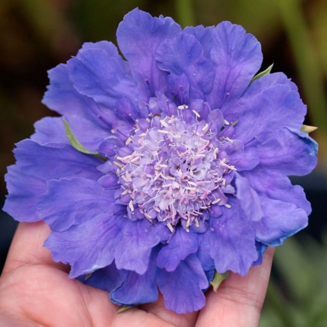 노지월동 야생화 솔체꽃 스카비오사 9cm 4포트 모종, 파마화이트 9cm 4포트