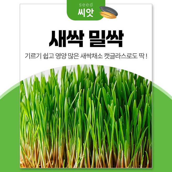 세경팜 영양만점 밀싹 새싹채소 씨앗 30g 캣글라스, 5개