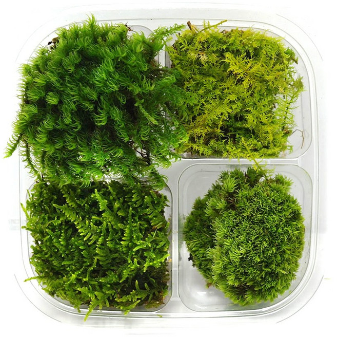 국산 모듬이끼 한팩(15cmx15cm) 비단이끼 꼬리이끼 깃털이끼 털깃털이끼 4종 롤링모스가든, 1개