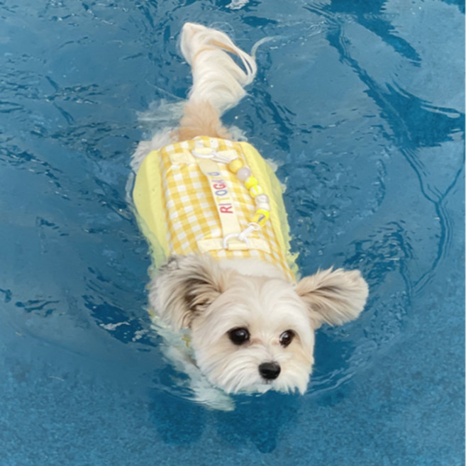 강아지구명조끼 애견수영복 반려견 부력슈트 튜브안전조끼 리토가토 롤리팝, 옐로우, 1개