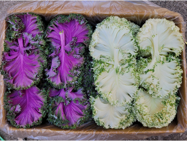 야채왕 로즈잎 1kg 로즈케일(실중량0.9~1KG)박스, 1개