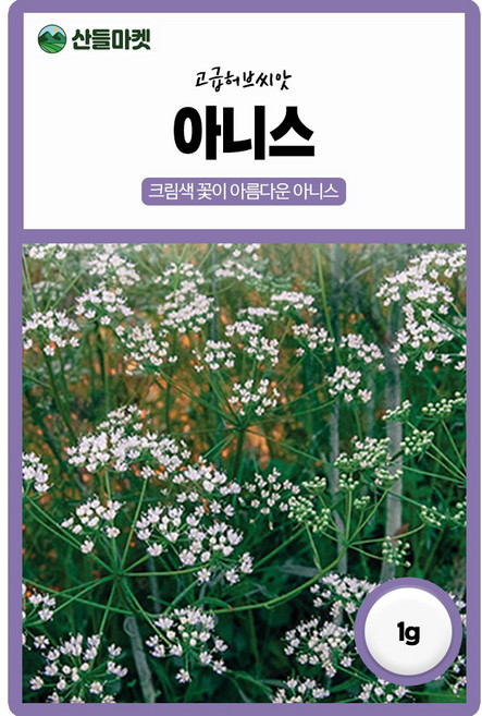 다농 아니스 씨앗 1g 아니스 꽃씨 허브 종자, 1개
