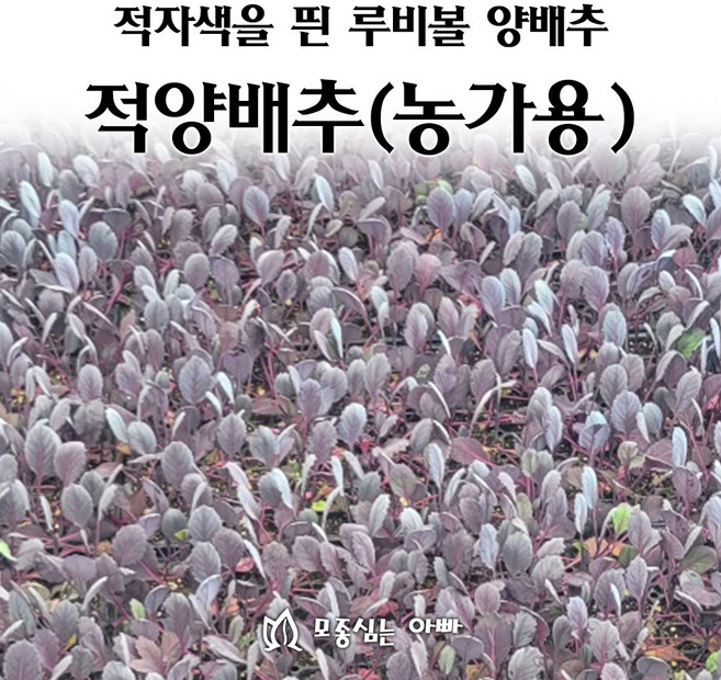 [모종심는아빠] 적자색의 루비볼 적양배추 모종 (농가용), 8개